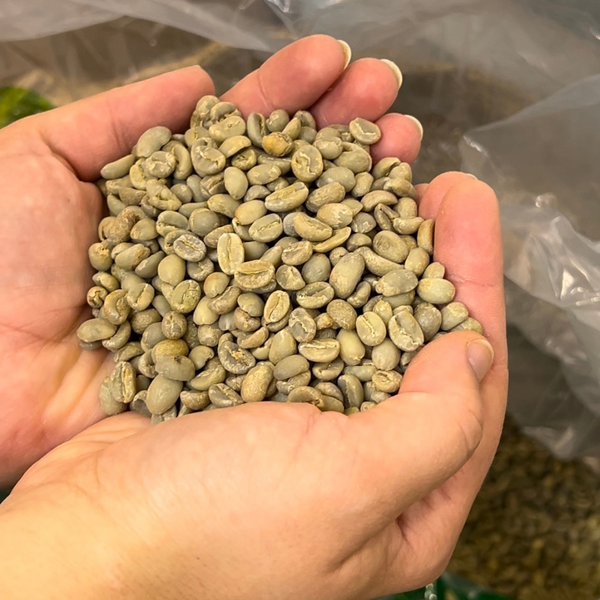 Atelier découverte : De la cerise à la tasse