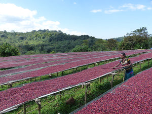 Arlo's Coffee, localisation. Arlo's Coffee se situe dans une zone industrielle de Gazeran proche de Rambouillet. Arlo's Coffee est un artisan torréfacteur de café de spécialité engagé pour l'environnement, le bien être des producteurs et de leur rémunération. Arlo's Coffee propose également son café à des professionnels, n'hésitez pas à nous contacter pour recevoir les modalités.
