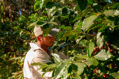 Arlo's Coffee est une torréfaction artisanale de café de spécialité dans les Yvelines, à Rambouillet. Café de spécialité du HONDURAS certifié BIO aux notes naturelles de citrus, de chocolat, de caramel et un profil un peu boisé. Cultivé dans la commune de Marcala, dans le département de La Paz, au sud-ouest du Honduras, issu d’une agriculture biologique, il est le fruit du travail de plusieurs producteurs partenaires de COMSA (Café Organico Marcala). Café à haute valeur environnementale.