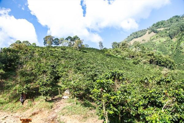 Ce café colombien préserve l'environnement grâce à sa décaféination naturelle à la canne à sucre et le producteur grâce au commerce équitable. Café de spécialité, pur arabica, grain ou moulu, aux notes chocolatées, de fruits rouges et de sucre de canne. Arlo's Coffee, artisan torréfacteur à Rambouillet, dans les Yvelines. Cultivé dans la région montagneuse entre Huila et Cauca, à proximité de la ville Popayan en Colombie, proche Equateur