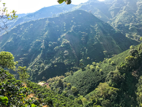 Ce café colombien préserve l'environnement grâce à sa décaféination naturelle à la canne à sucre et le producteur grâce au commerce équitable. Café de spécialité, pur arabica, grain ou moulu, aux notes chocolatées, de fruits rouges et de sucre de canne. Arlo's Coffee, artisan torréfacteur à Rambouillet, dans les Yvelines. Cultivé dans la région montagneuse entre Huila et Cauca, à proximité de la ville Popayan en Colombie, proche Equateur