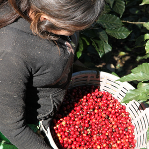 Blanca est un café de spécialité venu du Guatemala, pur arabica, disponible en grain ou moulu. Issu du commerce équitable avec pour valeurs l'éthique et le durable, ce café offre des notes naturelles de citron, noix de coco, amande. En vente chez votre artisan torréfacteur, Arlo's Coffee à Rambouillet, dans les Yvelines.