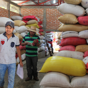 Blanca est un café de spécialité venu du Guatemala, pur arabica, disponible en grain ou moulu. Issu du commerce équitable avec pour valeurs l'éthique et le durable, ce café offre des notes naturelles de citron, noix de coco, amande. En vente chez votre artisan torréfacteur, Arlo's Coffee à Rambouillet, dans les Yvelines.