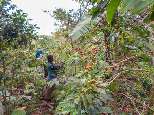 Qu'est ce qu'un café issu de l'agroforesterie ?