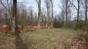 Une partie des ruches du rucher du cerf, en Dordogne, d'où provient le miel en vente chez arlo's coffee. Ce rucher appartient à la famille d'Arnaud. Déguster un miel toutes fleurs de qualité.