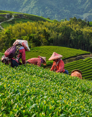 Plantation de thés en indonésie de l