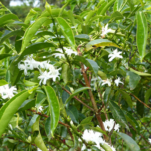 Voici Ali, un café BIO d'Éthiopie de notre gamme découverte, cultivé en agroforesterie. Café de spécialité aux saveurs fruitées est un café pur arabica équitable, en grain & moulu, éthique et durable aux notes naturelles de pêche, citron, abricot, caramel et noisettes. Fraîchement torréfié par Arlo's Coffee, artisan à Rambouillet.