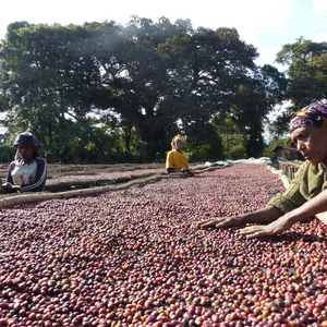 Voici Ali, un café BIO d'Éthiopie de notre gamme éphémère. Séché sur des lits africains, à l'air libre. Café de spécialité aux saveurs fruitées est un café pur arabica équitable, en grain & moulu, éthique et durable aux notes naturelles de pêche, citron, abricot, caramel et noisettes. Fraîchement torréfié par Arlo's Coffee, artisan à Rambouillet.