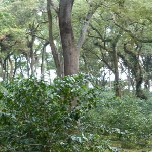 Voici Ali, un café BIO d'Éthiopie de notre gamme éphémère. Café de spécialité aux saveurs fruitées est un café pur arabica équitable, en grain & moulu, éthique et durable aux notes naturelles de pêche, citron, abricot, caramel et noisettes. Fraîchement torréfié par Arlo's Coffee, artisan à Rambouillet.