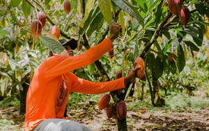 Tablette Potumuju 85%