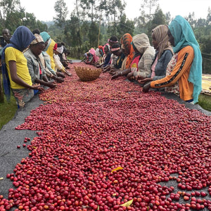 ETHIOPIE - KURUPE