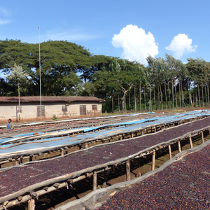 Voici Ali, un café BIO d'Éthiopie de notre gamme éphémère. Café de spécialité aux saveurs fruitées est un café pur arabica équitable, en grain & moulu, éthique et durable aux notes naturelles de pêche, citron, abricot, caramel et noisettes. Fraîchement torréfié par Arlo's Coffee, artisan à Rambouillet.