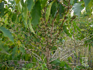 Ferme Fazenda Anhumas dans la région de Sul de Minas, près de la ville de Mococa au Brésil. Agriculture caféière et agroforestière. Café équitable, hors marché boursier, qualitatif, agriculture raisonnée.