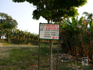 Ferme Fazenda Anhumas dans la région de Sul de Minas, près de la ville de Mococa au Brésil. Agriculture caféière et agroforestière. Café équitable, hors marché boursier, qualitatif, agriculture raisonnée.