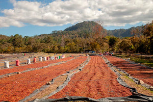 Arlo's Coffee est une torréfaction artisanale de café de spécialité dans les Yvelines, à Rambouillet. Café de spécialité du HONDURAS certifié BIO aux notes naturelles de citrus, de chocolat, de caramel et un profil un peu boisé. Cultivé dans la commune de Marcala, dans le département de La Paz, au sud-ouest du Honduras, issu d’une agriculture biologique, il est le fruit du travail de plusieurs producteurs partenaires de COMSA (Café Organico Marcala). Café à haute valeur environnementale. 
