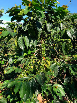 MEXIQUE - MONTE PERLA