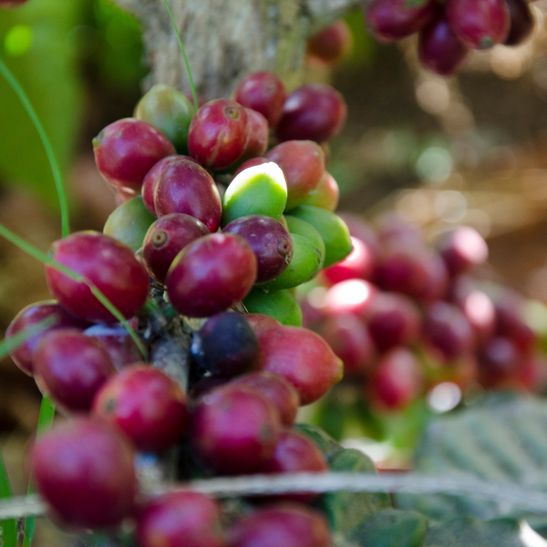 Emilio est un café de spécialité venu du Salvador, pur arabica, disponible en grain ou moulu. Issu du commerce équitable avec pour valeurs l'éthique et le durable, ce café offre des notes naturelles de citron, noix de coco, amande. En vente chez votre artisan torréfacteur, Arlo's Coffee à Rambouillet, dans les Yvelines. 