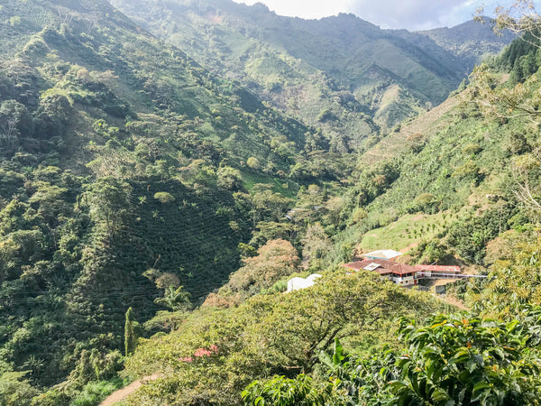 Ce café colombien préserve l'environnement grâce à sa décaféination naturelle à la canne à sucre et le producteur grâce au commerce équitable. Café de spécialité, pur arabica, grain ou moulu, aux notes chocolatées, de fruits rouges et de sucre de canne. Arlo's Coffee, artisan torréfacteur à Rambouillet, dans les Yvelines. Cultivé dans la région montagneuse entre Huila et Cauca, à proximité de la ville Popayan en Colombie, proche Equateur