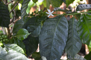 Ce café colombien préserve l'environnement grâce à sa décaféination naturelle à la canne à sucre et le producteur grâce au commerce équitable. Café de spécialité, pur arabica, grain ou moulu, aux notes chocolatées, de fruits rouges et de sucre de canne. Arlo's Coffee, artisan torréfacteur à Rambouillet, dans les Yvelines. Cultivé dans la région montagneuse entre Huila et Cauca, à proximité de la ville Popayan en Colombie, proche Equateur