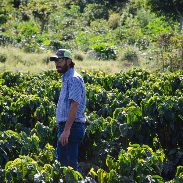 Emilio est un café de spécialité venu du Salvador, pur arabica, disponible en grain ou moulu. Issu du commerce équitable avec pour valeurs l'éthique et le durable, ce café offre des notes naturelles de citron, noix de coco, amande. En vente chez votre artisan torréfacteur, Arlo's Coffee à Rambouillet, dans les Yvelines. 