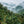 EQUATEUR - TULIPE