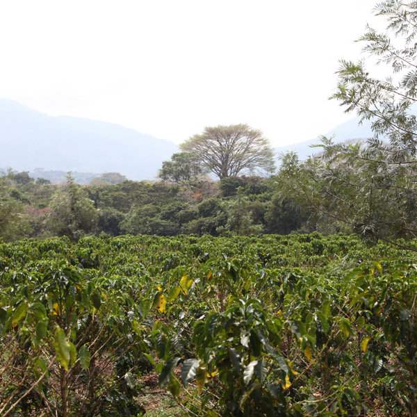 Emilio est un café de spécialité venu du Salvador, pur arabica, disponible en grain ou moulu. Issu du commerce équitable avec pour valeurs l'éthique et le durable, ce café offre des notes naturelles de citron, noix de coco, amande. En vente chez votre artisan torréfacteur, Arlo's Coffee à Rambouillet, dans les Yvelines. 