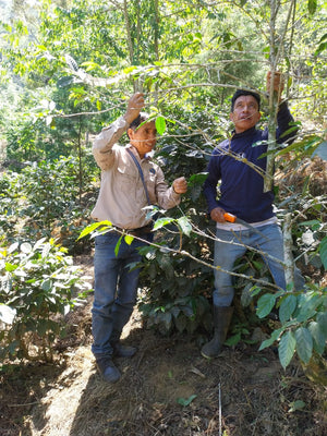 GUATEMALA - TOJTIK BIO