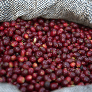 PEROU - CUSCO BIO