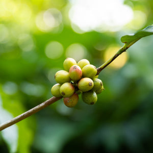 OUGANDA - JUKIA