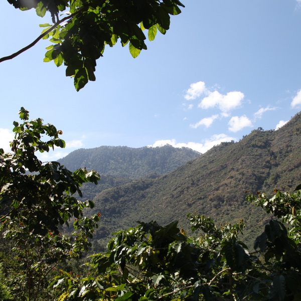 Blanca est un café de spécialité venu du Guatemala, pur arabica, disponible en grain ou moulu. Issu du commerce équitable avec pour valeurs l'éthique et le durable, ce café offre des notes naturelles de citron, noix de coco, amande. En vente chez votre artisan torréfacteur, Arlo's Coffee à Rambouillet, dans les Yvelines. 