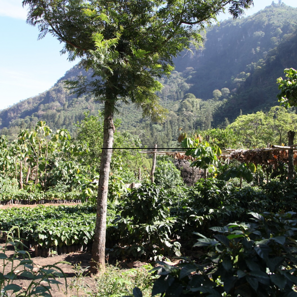 Blanca est un café de spécialité venu du Guatemala, pur arabica, disponible en grain ou moulu. Issu du commerce équitable avec pour valeurs l'éthique et le durable, ce café offre des notes naturelles de citron, noix de coco, amande. En vente chez votre artisan torréfacteur, Arlo's Coffee à Rambouillet, dans les Yvelines. 