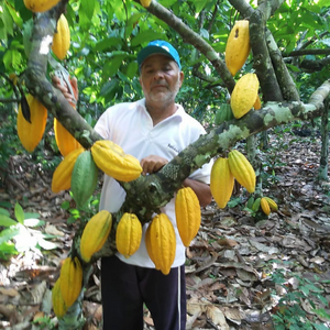 Découvrez la tablette Teruê 60gr avec 70% de cacao, médaille d'argent au concours du meilleur cacao d'Amérique du Sud. Arômes végétaux, terreux et boisés, Teruê ravira les férus de chocolat noir. Cacao issu de l'agroforesterie et une tablette issu du mouvement Bean to Bar.
